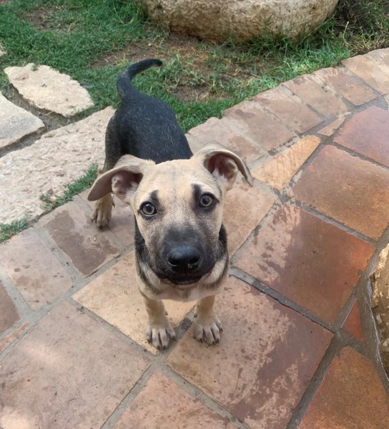 Mughetto Mix Pastorino Dolcissimo